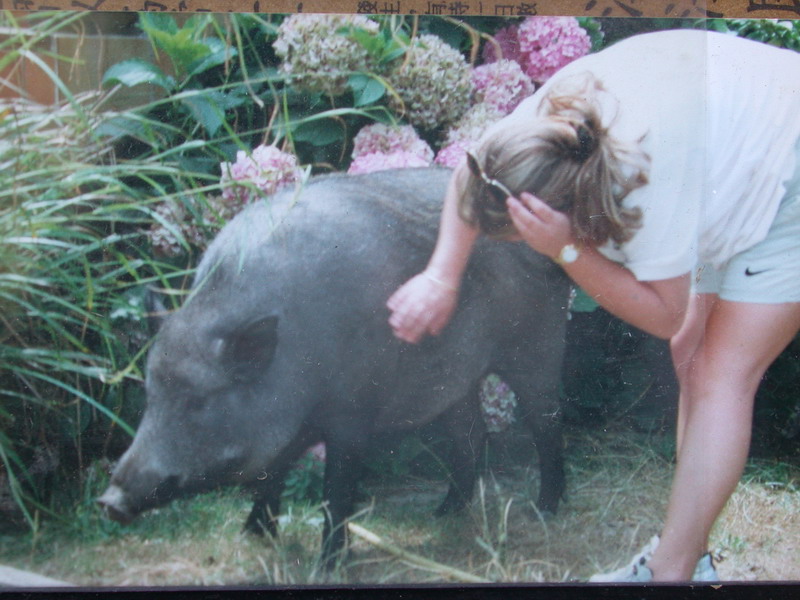 Un amore di cinghiale...